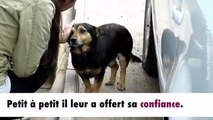 Buzu : le chien SDF qui se fait adopter par une famille