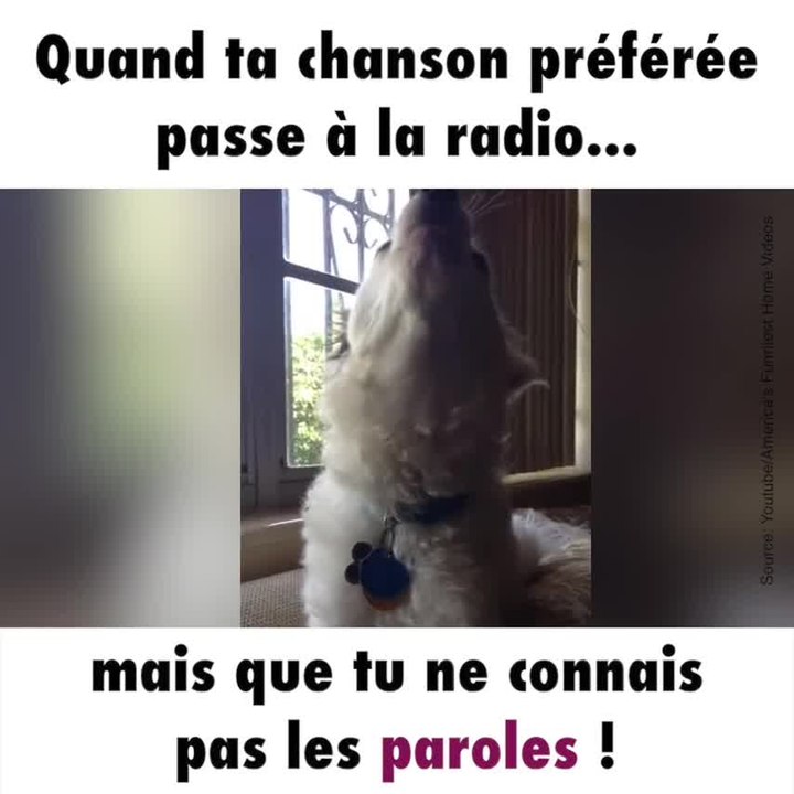 Ce chien chante sa chanson préférée