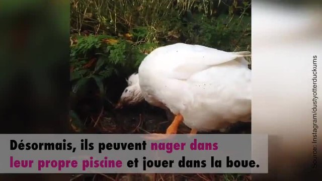 Les canards les plus heureux du monde