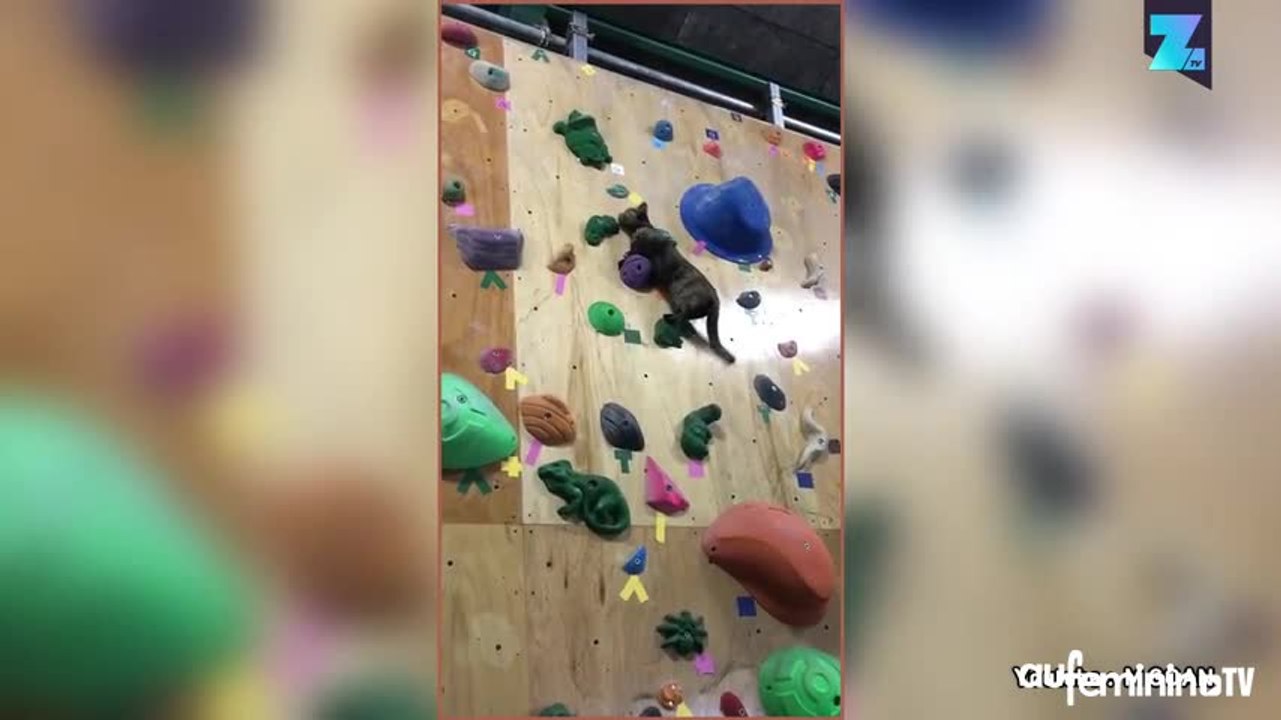 Ce chat grimpe un mur d’escalade sans baudrier !