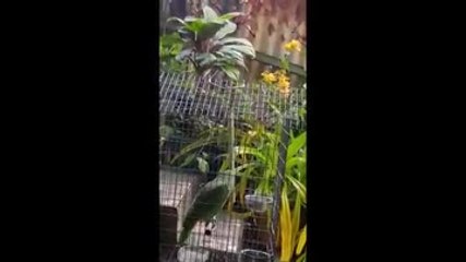 Un perroquet chante « Chandelier » de Sia