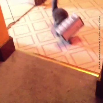 Des chats jouent avec des cartons