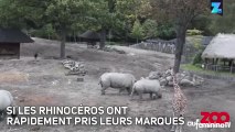 Les rhinocéros, les trublions du zoo de Copenhague