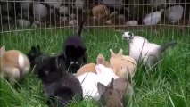 Des lapins et des chatons jouent ensemble