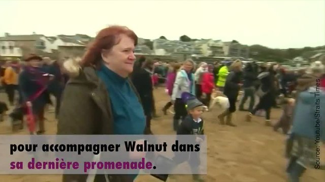 Un chien fait sa dernière promenade avec de nombreux camarades