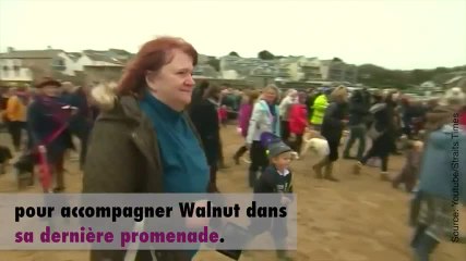 Un chien fait sa dernière promenade avec de nombreux camarades