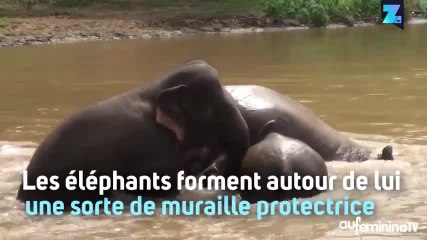 La solidarité animale fait plaisir à voir !