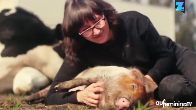 Séance de câlins entre un taureau et sa maîtresse