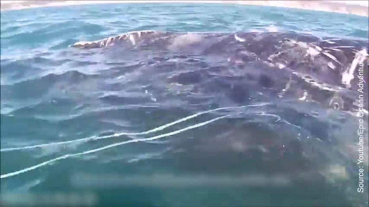 Une baleine sauvée par des amateurs de kayak