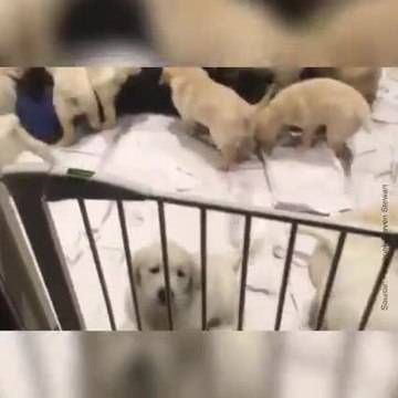 Un homme fait un câlin à des dizaines de chiots