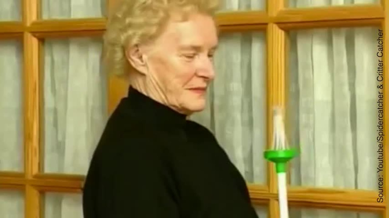 Un attrape-araignées qui ne tue pas les araignées