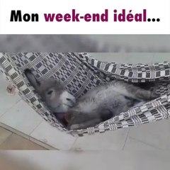 Un âne se détend dans un hamac