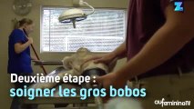 Après quelques soins ce chien errant est méconnaissable