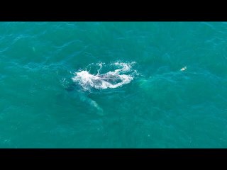 Rescue team races to help entangled humpback whale off Southern | Moon TV News