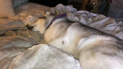 Ce chien ne veut pas sortir du lit