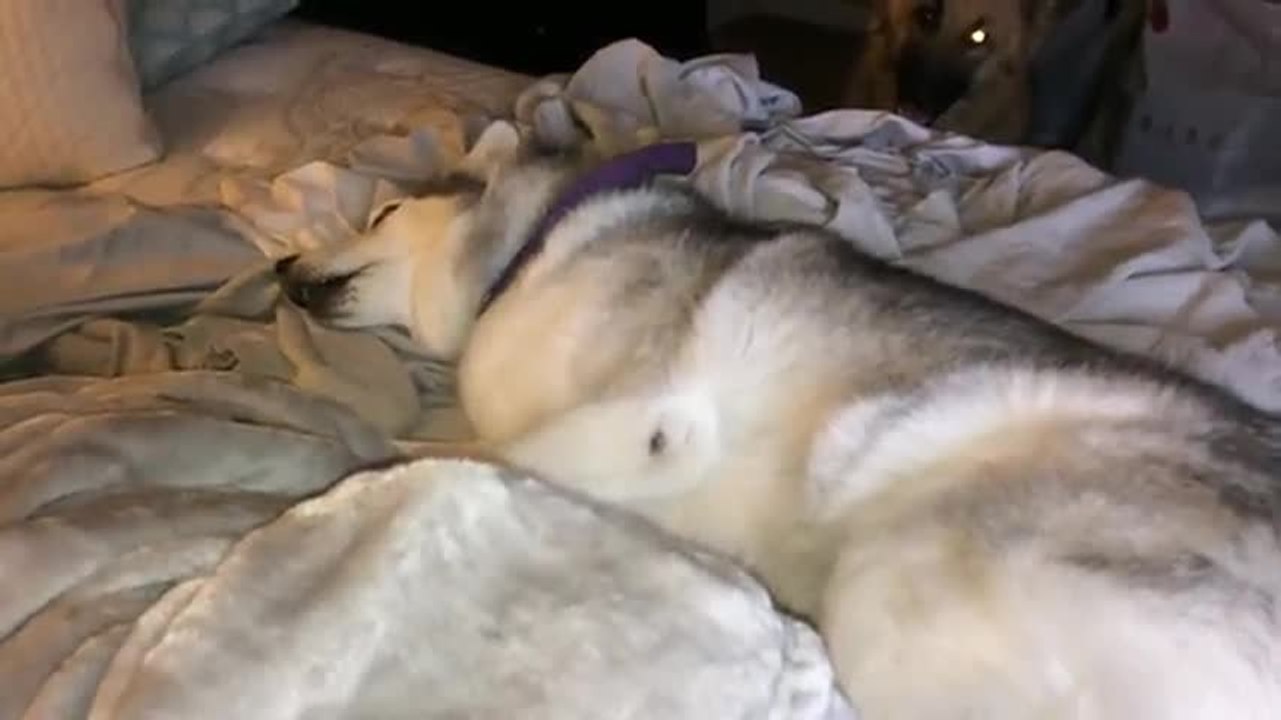 Ce chien ne veut pas sortir du lit