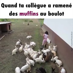 Des lapins se ruent sur la nourriture