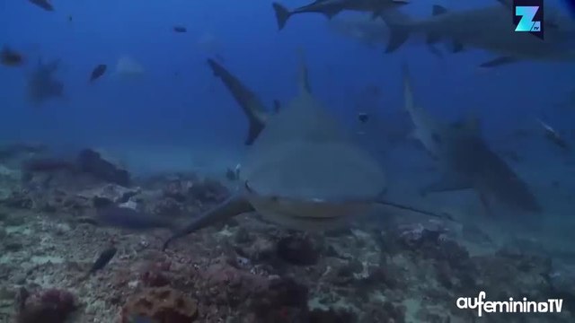 Comment photographier un requin