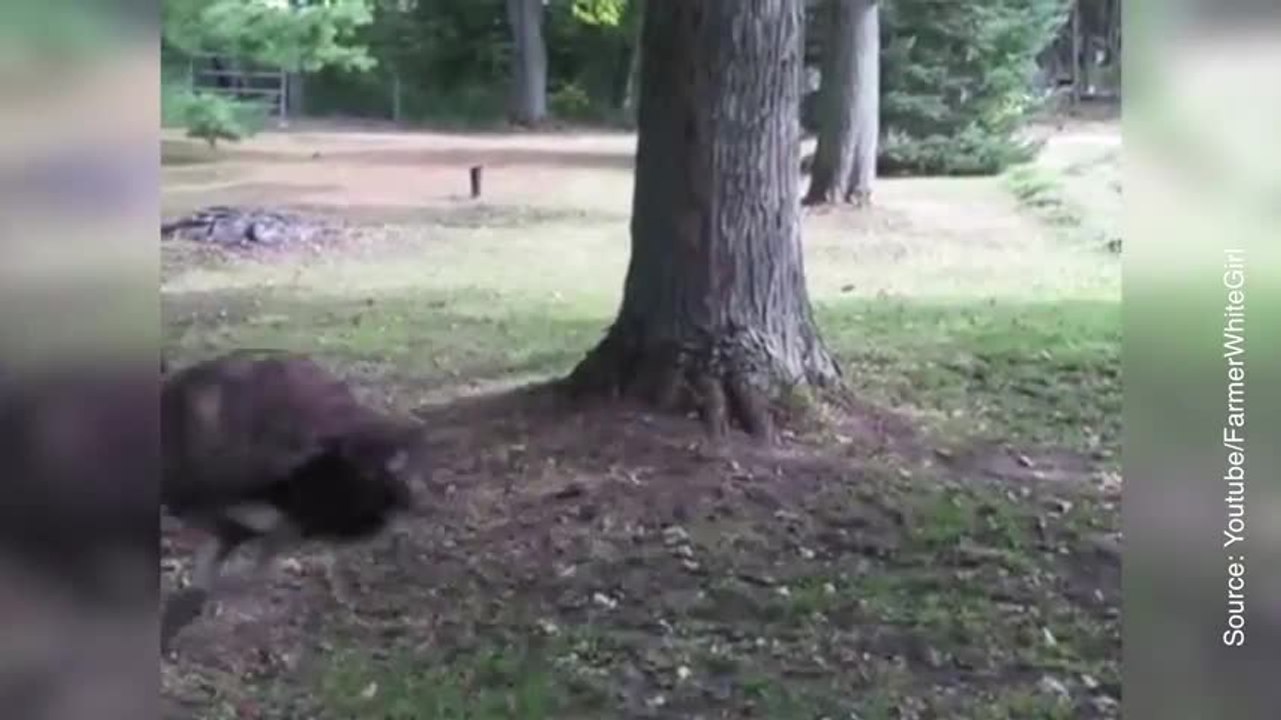 Un cache-cache inattendu entre un chien et un émeu…