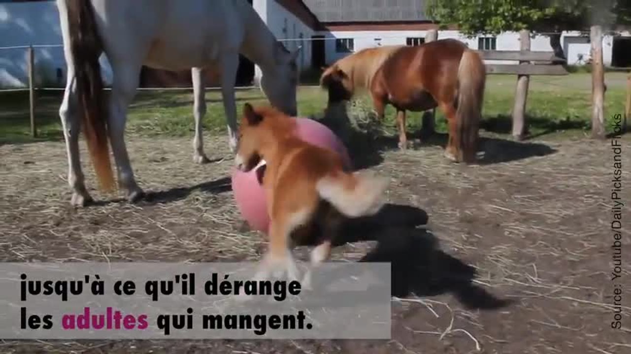 Un poulain joue avec un ballon et dérange des chevaux