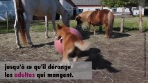 Un poulain joue avec un ballon et dérange des chevaux