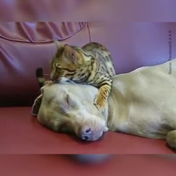 Un chat fait des massages à un chien