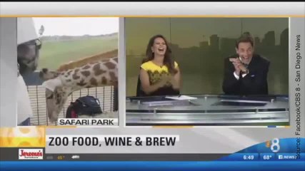 Une girafe très caline