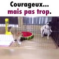 Des chiens effrayés par un chaton