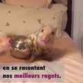 Une pyjama party entre cochons