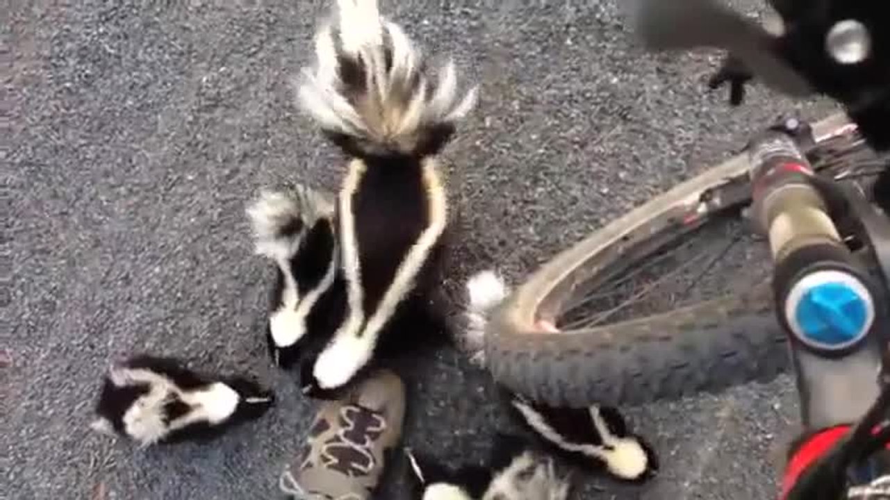 Un cycliste rencontre des moufettes