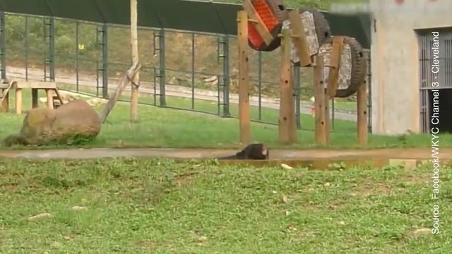 C’est l’éclate totale pour cet ours !