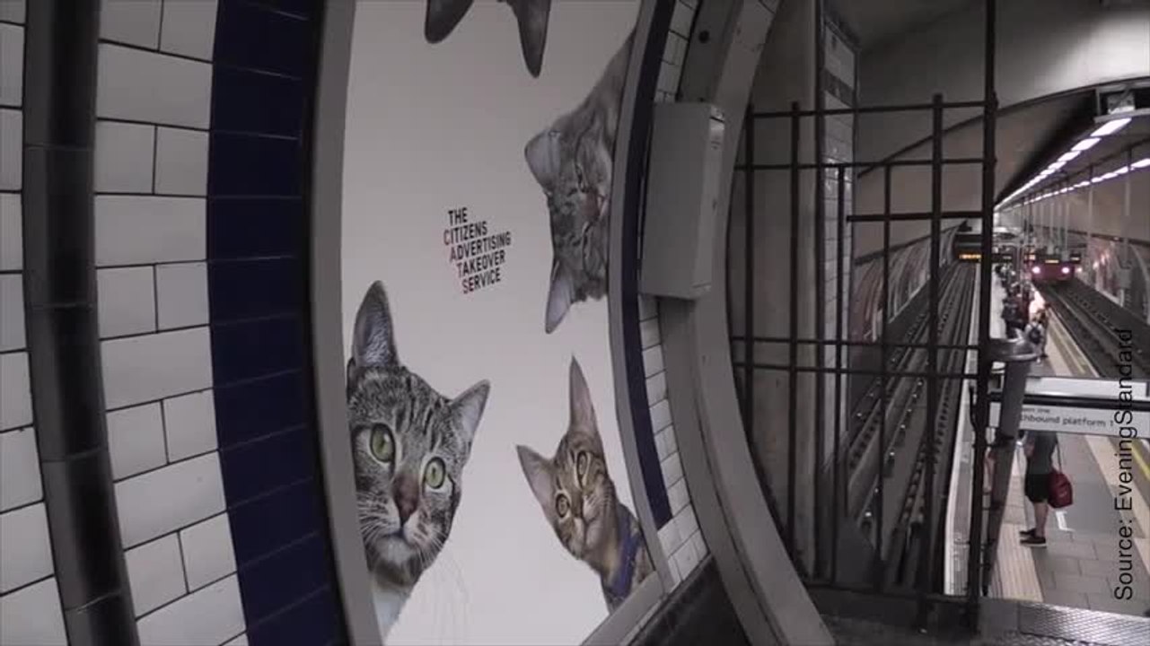 Des photos de chats dans le métro de Londres
