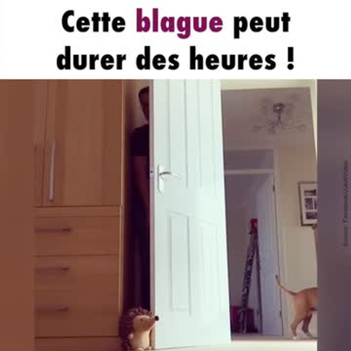 Un chien et son maître jouent à cache-cache