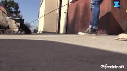 Des chiens ont attendu leur maître pendant 18 mois !