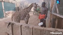 Ces girafes en pleine forme vont égayer votre journée !