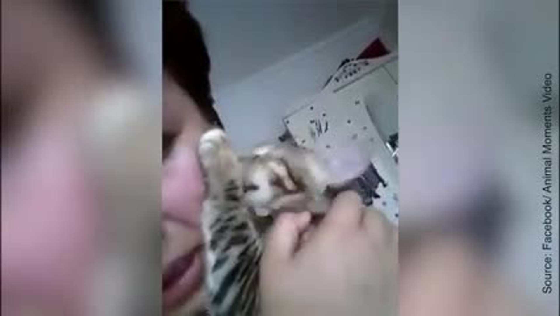 Le Chat Le Plus Mignon Du Monde C Est Lui Video Dailymotion