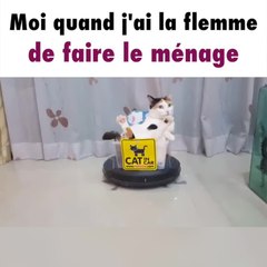 Ce chat a la flemme de faire le ménage