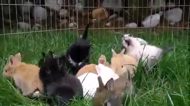Des chatons et des lapereaux s’amusent