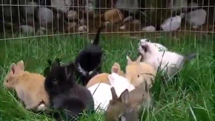 Des chatons et des lapereaux s’amusent