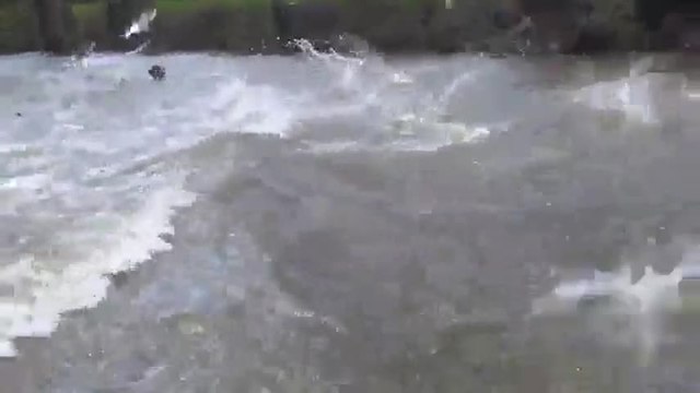 Des carpes attaquent un bateau
