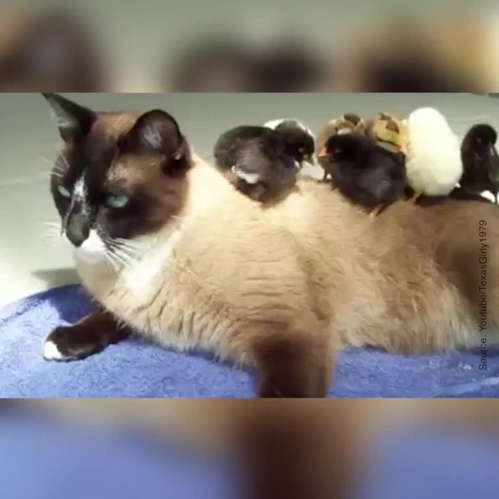 Les meilleurs baby-sitters du monde