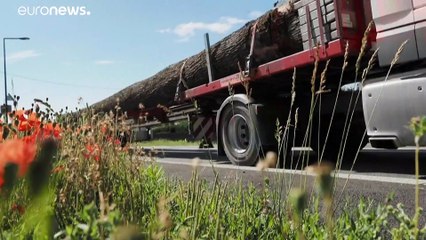 Carvalhos para reconstruir a Notre-Dame