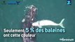 Un drone filme un bébé baleine blanche extrêmement rare