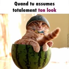 Un chat porte une tenue plutôt originale