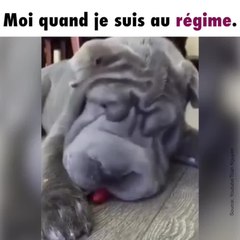 Un chien au régime