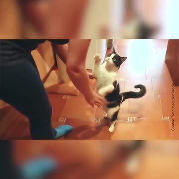 Ce chat demande des câlins de façon trop mignonne !