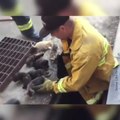 Les pompiers sauvent une famille de chats