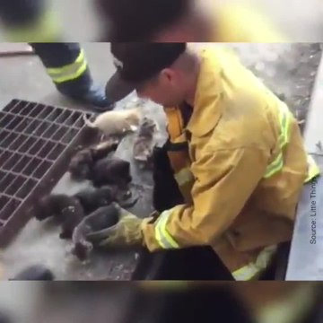Les pompiers sauvent une famille de chats