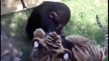Un singe et un tigre jouent ensemble