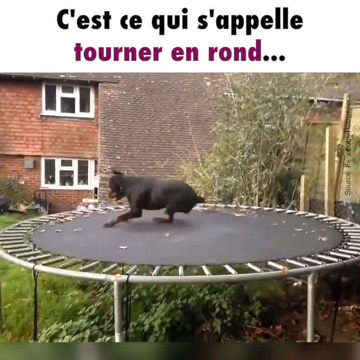 Un chien tourne en rond sur un trampoline